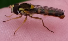 Sphaerophoria philanthus
