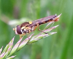 Sphaerophoria philanthus