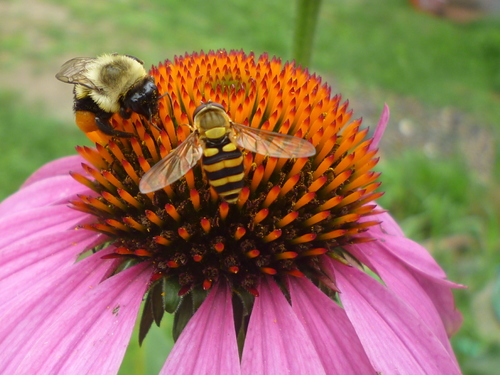 Common Flower Fly photo 6