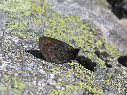 Ross' Alpine
