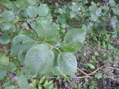 Salix caprea