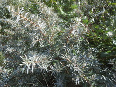 Hippophae rhamnoides
