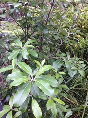 Pittosporum huttonianum