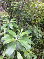 Pittosporum huttonianum