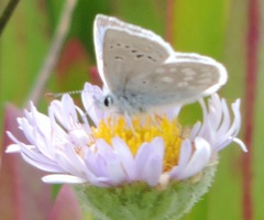 Icaricia icarioides parapheres