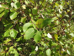 Salix caprea