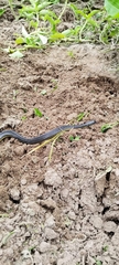 Dotted Brown Snake photo 2