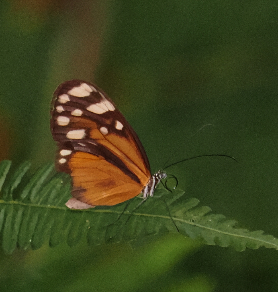 Hyposcada virginiana