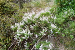 Veronica strictissima