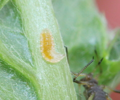 Aphidoletes