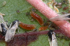 Aphidoletes