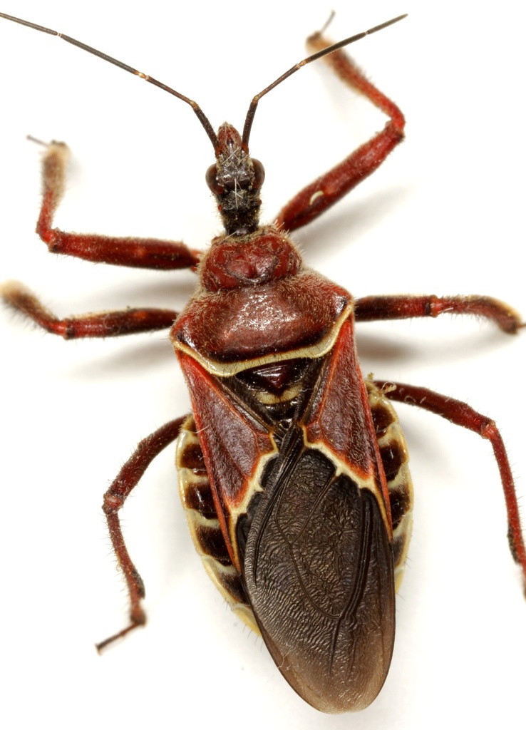 Plains Bee Assassin