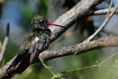 Cynanthus latirostris