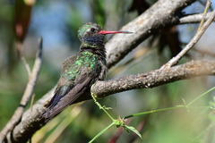 Cynanthus latirostris