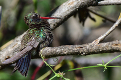Cynanthus latirostris