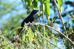 Crotophaga sulcirostris