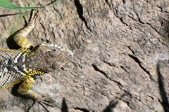 Sceloporus dugesii
