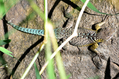 Sceloporus dugesii