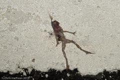 Eleutherodactylus marnockii