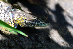 Sceloporus dugesii