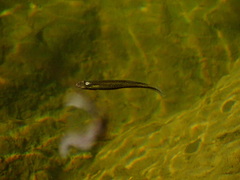 Fundulus olivaceus
