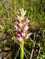 Anacamptis coriophora fragrans