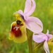 Ophrys tenthredinifera neglecta - Photo (c) thibaudaronson,  זכויות יוצרים חלקיות (CC BY-SA)