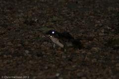 Lithobates sphenocephalus utricularius