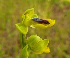Ophrys lutea phryganae