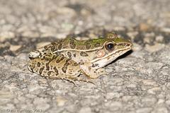 Lithobates sphenocephalus utricularius