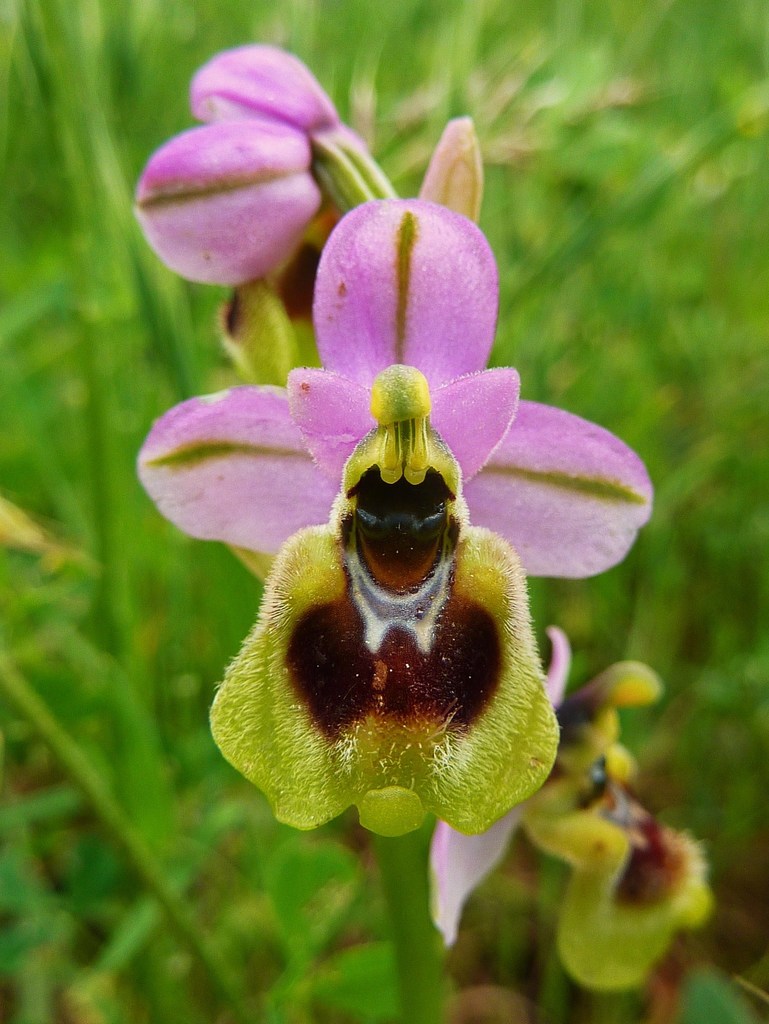 Tenthrediniferae