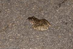 Lithobates sphenocephalus utricularius
