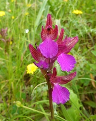 Anacamptis papilionacea papilionacea