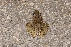 Lithobates sphenocephalus utricularius
