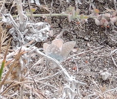 Icaricia icarioides parapheres