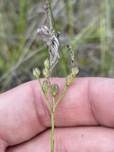 Linum macrocarpum