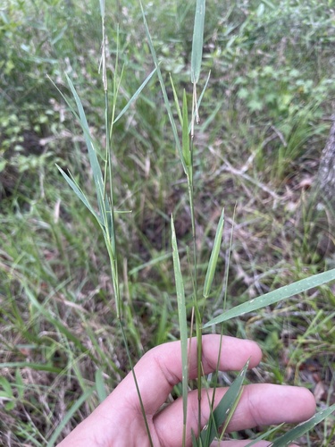Dichanthelium roanokense, 2023-06-07