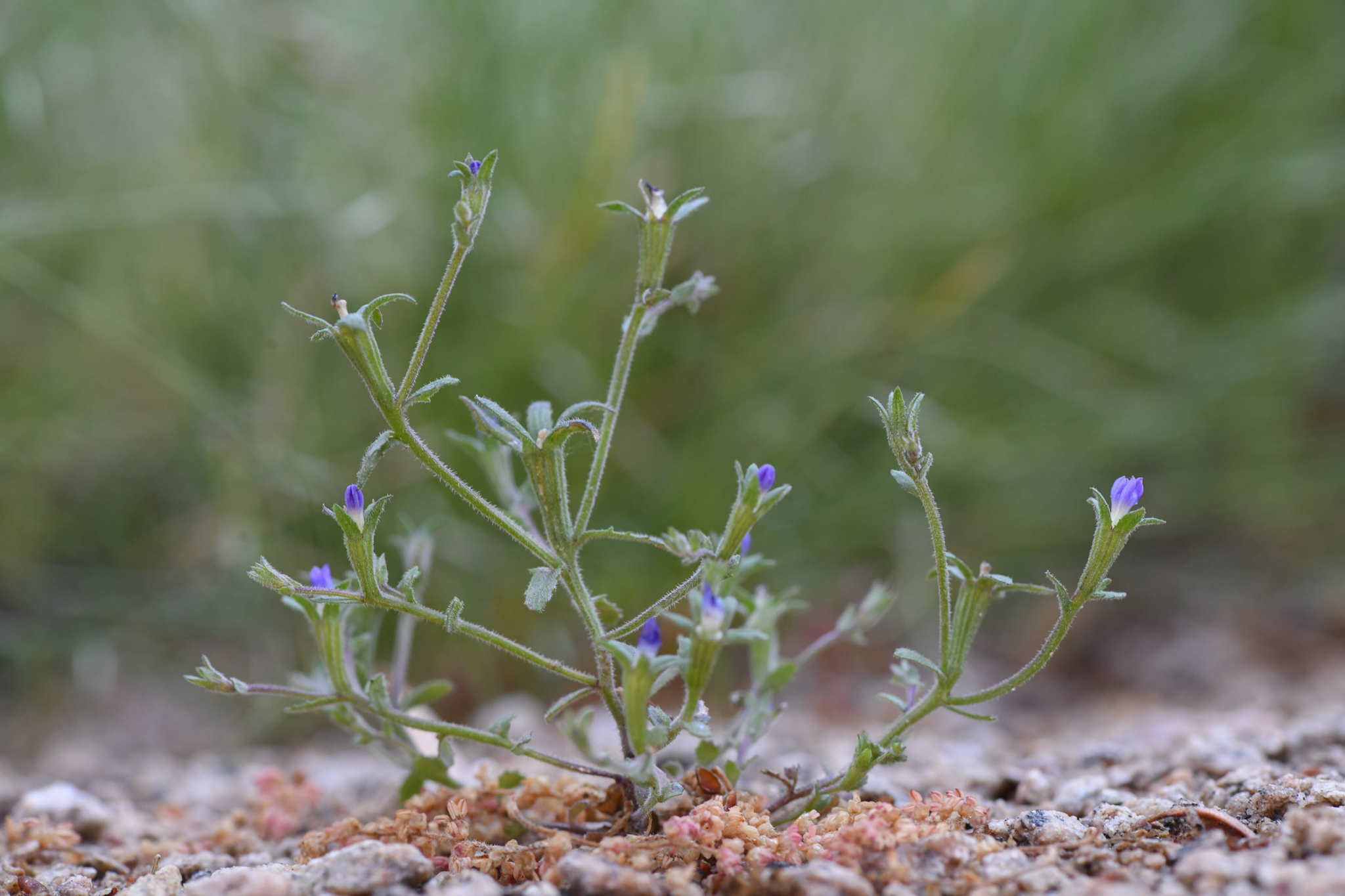 Githopsis tenella
