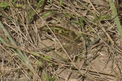 Lithobates sphenocephalus utricularius