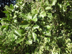 Alnus glutinosa