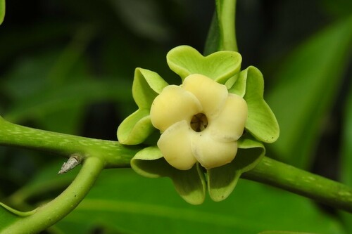 Diospyros nigra
