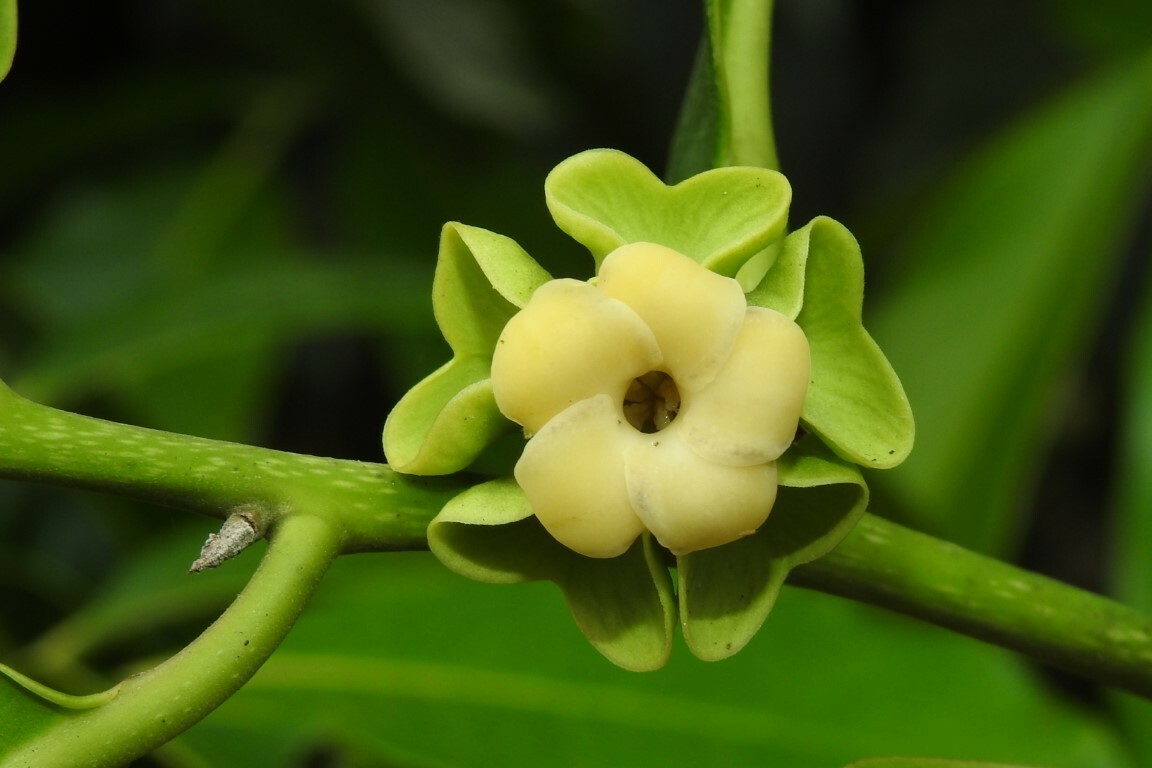 Imagem de Jabuticaba