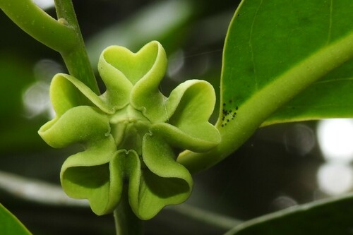 Diospyros nigra