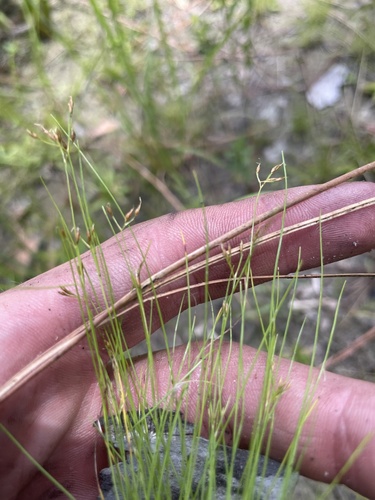 fairy beaksedge (Rhynchospora pusilla)