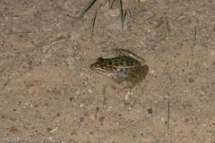 Lithobates sphenocephalus utricularius