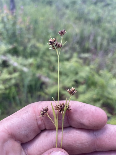 flatfruit beaksedge (Rhynchospora compressa)