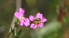 Diadasia chilensis
