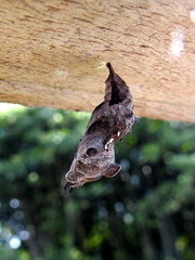 Polygonia c-album