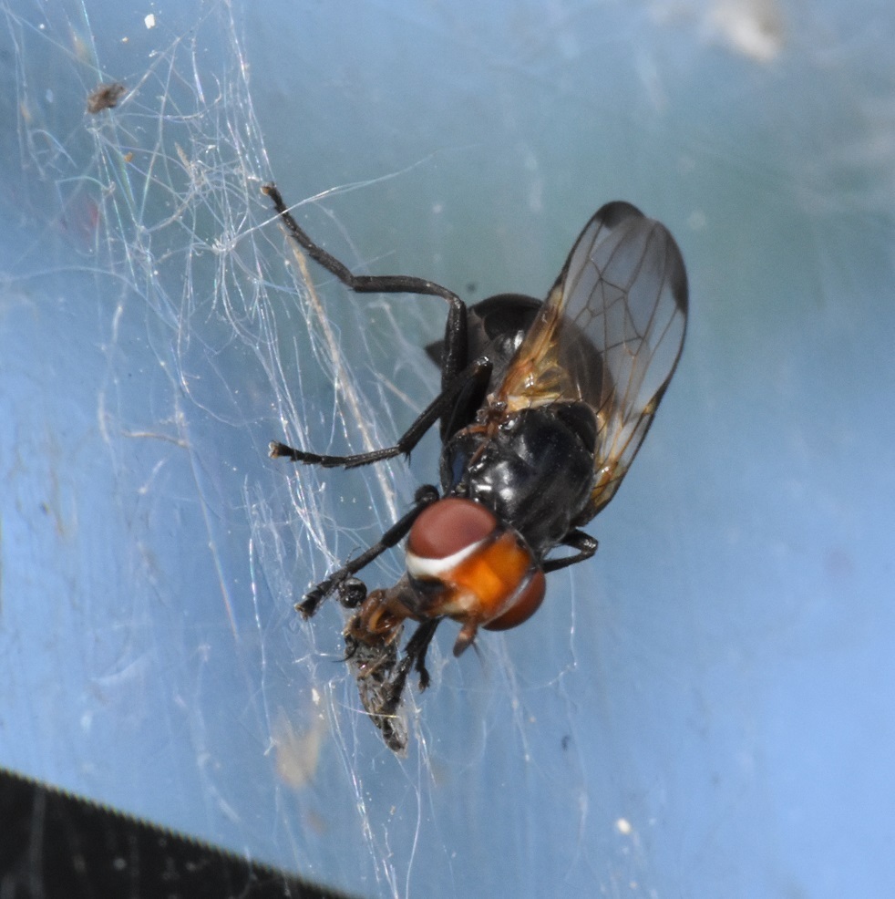 Otites stigma