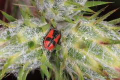 Arthrobrachus nigromaculatus